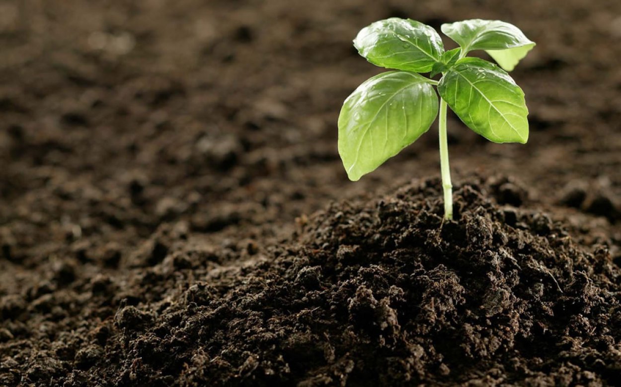 Земля плодовитая. Земля плодовитая. Почва. Плодородный грунт. Плодородный грунт.